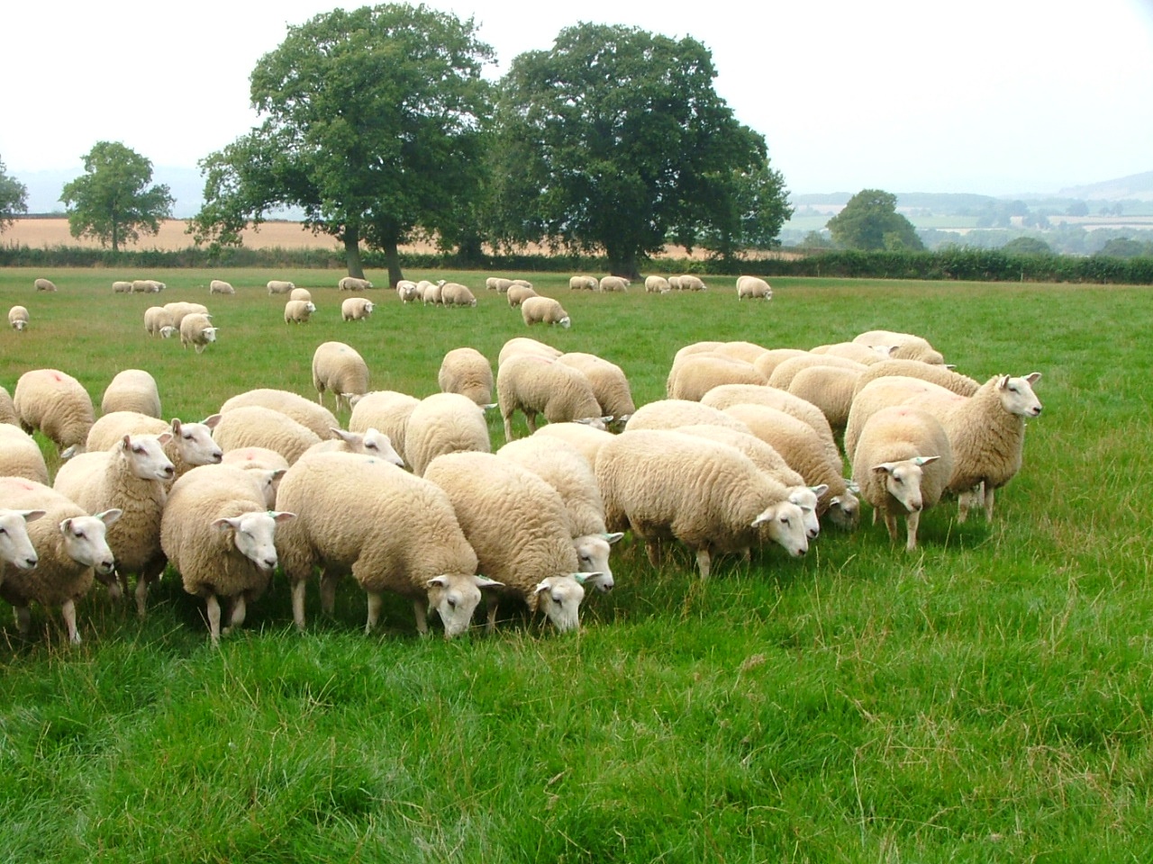 a flock of sheep grazing in a field